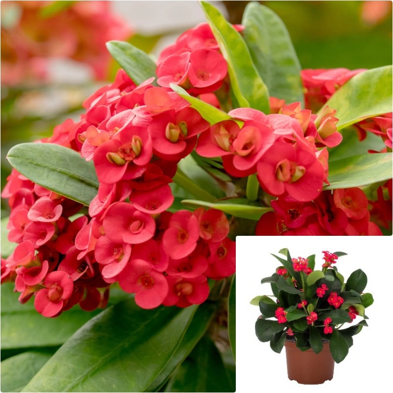 Milii Maxi Karola 4inches Plant Red Euphorbia Crown of Thorns Christ Thorn Live Plant Pr7