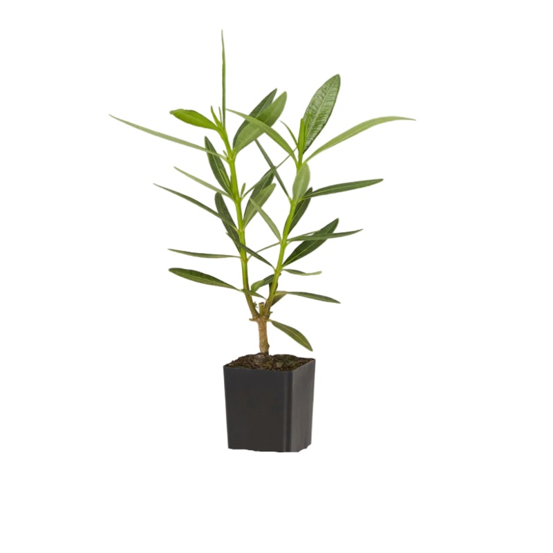 Nerium Oleander Little Red 4 inches  Oleander Dwarf Plant Flower Live Plant Ht7