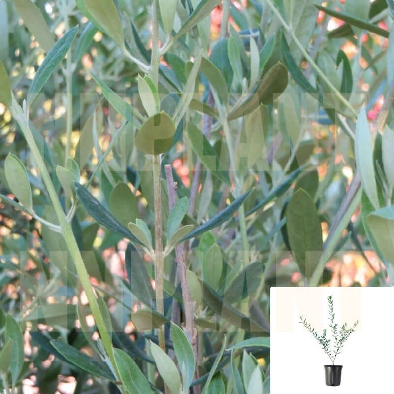 Olea Manzanillo Multi Fruit 5 Gallon Olive Plant Ourdoor Live Plant Fr7