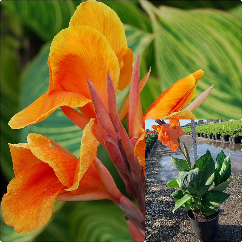 Orange Canna 1Gallon Plant Canna Lily Plant Orange Flower Lily Live Plant Ht7