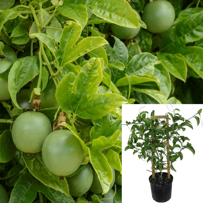 Passion Fruit 5 Gallon Passiflora Edulis Passion Flower Fruit Vine Live Plant Ht7