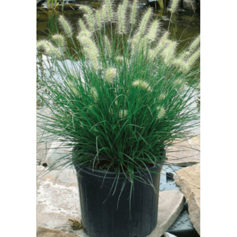 Pennisetum Hameln 5 Gallon Alop Dwarf Fountain Grass Live Plant Fr7