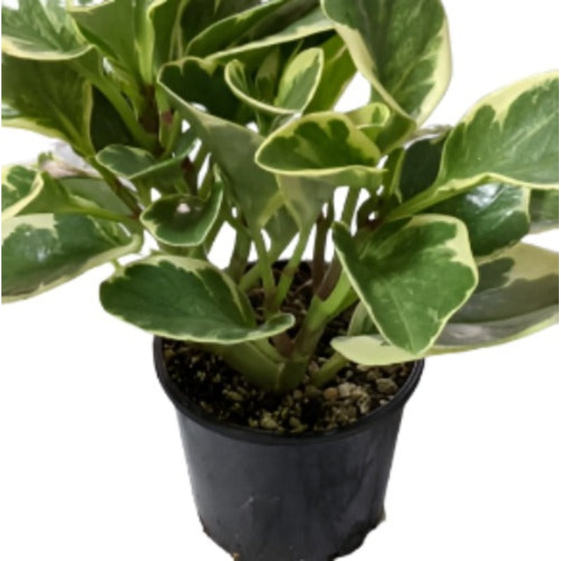Peperomia Obtusifolia Variegated American Rubber Plant Or Pepper Face 1 Gallon Plant Baby Rubberplant Radiator Yellow Ht7