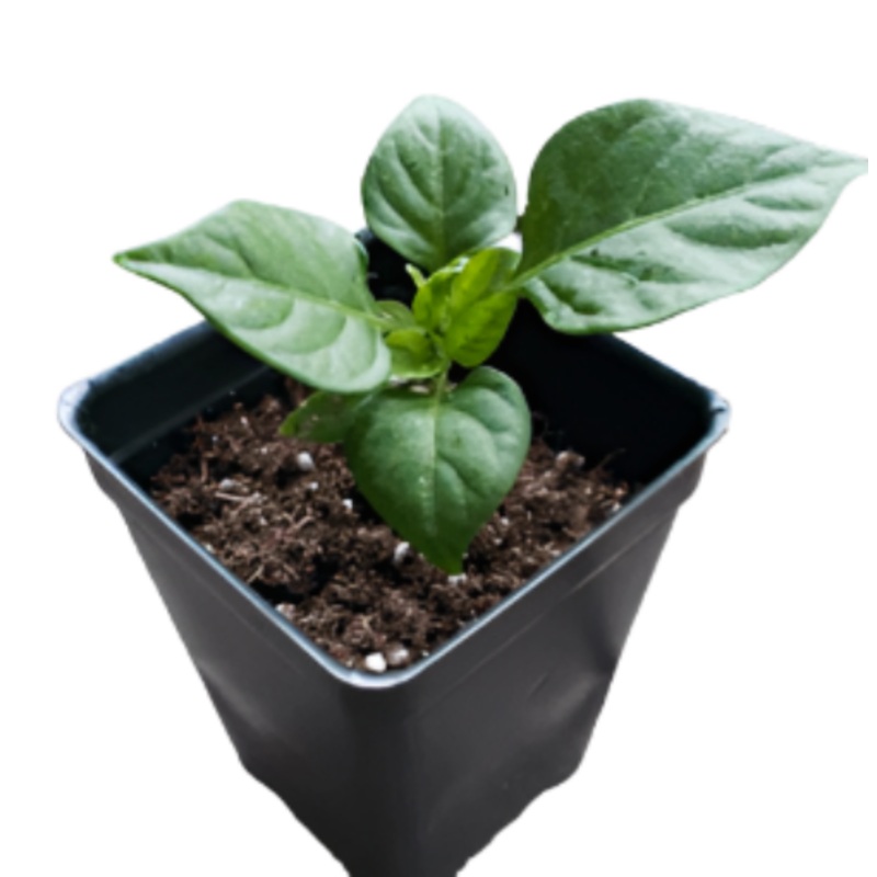 Pepper Carollina Plant 6Inches Supper Hot Hostest Spiciest Live Plant 1 Gallon Pr7