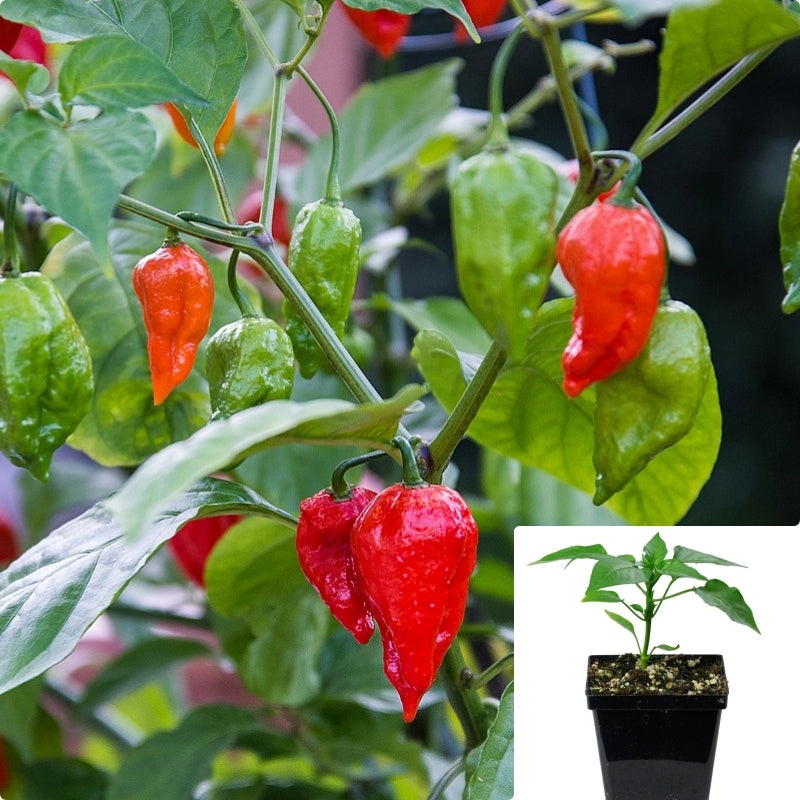 Pepper Ghost 6in  Plant Supper Hot Pepper Hostest Pepper Live plant Pr7Ht7