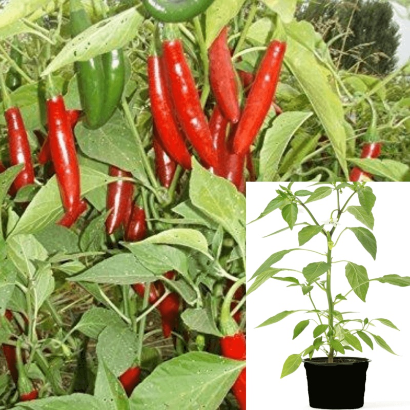 Pepper Serano Plant Sport Pepper Chili Seco Fruit Red Live Plant Ht7 1 Gallon