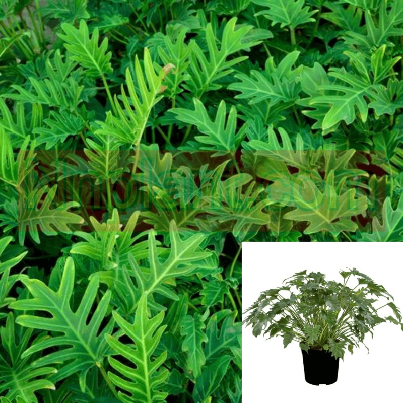 Philodendron Xanadu Indoor Easy To Grow Houseplanthgtm 2 Gallon Ht7 Pot House Live Plant Ht7