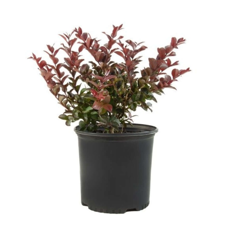 Photinia Dynamo Red 5 Gallon Fraser Photiniafraser Hedge Photinia