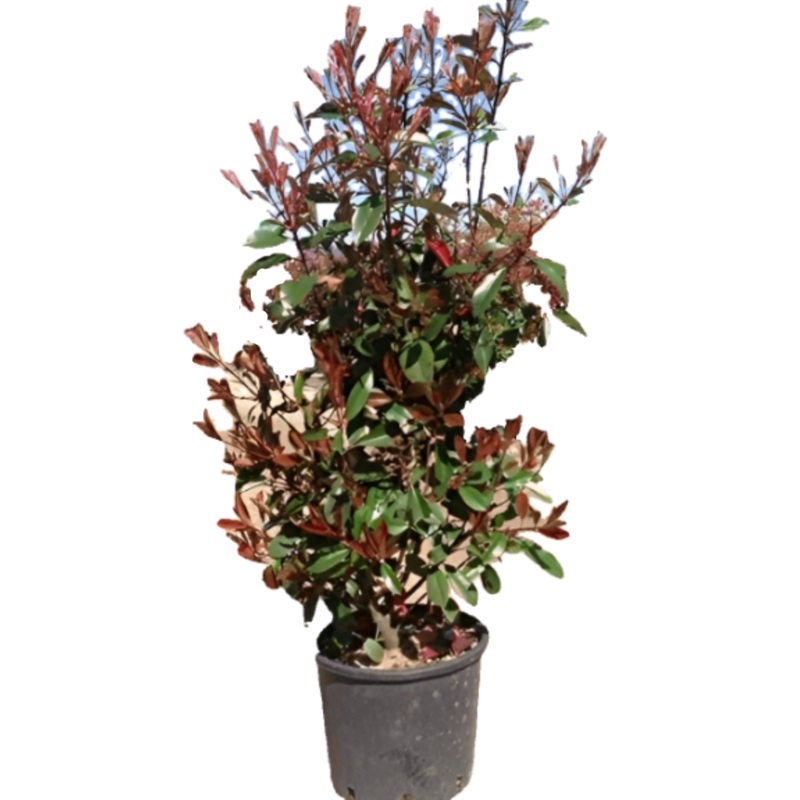 Photinia Fraseri Multi 5 Gallon Plant Fraseri Multi Shrubs Live Plant Fr7