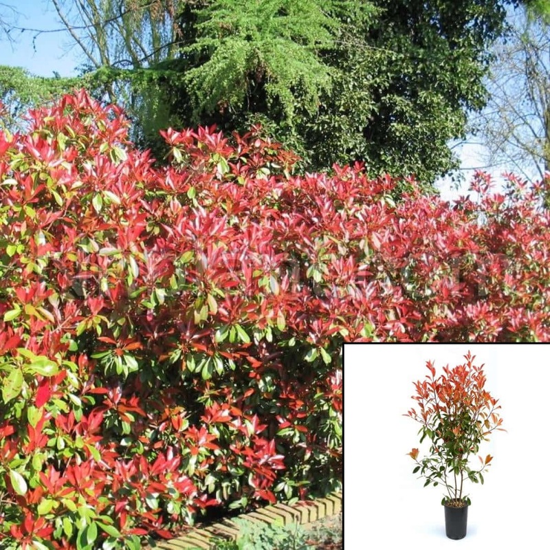 Photinia Fraseri Standard Tree Plant Red Robin 5 Gallon Espalier Tip Christmas Berry Live Plant Fr7