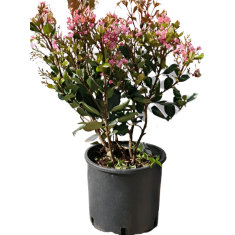 Rhaphiolepis Clara 1 Gallon Bay Breeze Indian Hawthorn Shrubs Flower Live Plant Fr7