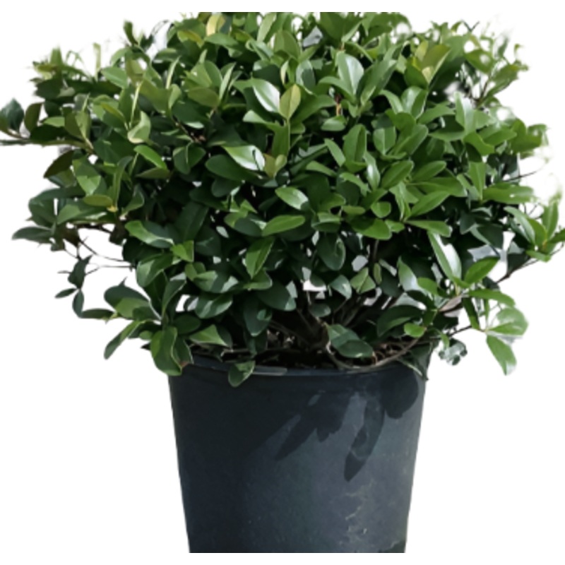 Rhaphiolepis Minor 1 Gallon Dwarf Yeddo Live Plant Fr7