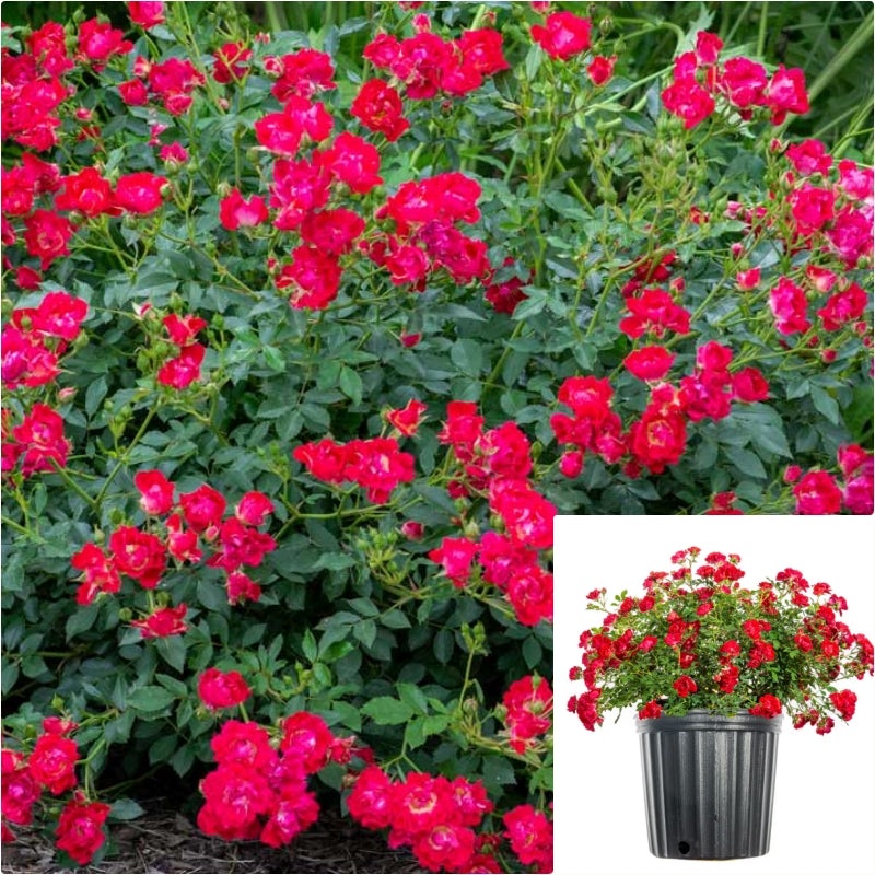 Rosa Drift Red 1 Gallon Rose Plant Groundcover Flower Live Plant Fr7