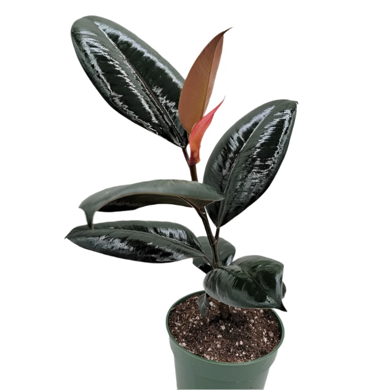 Rubber Plant Burgundy 4inches Black Ficus Elastica Burgundy Rubber Indoor Houses Air Pr7Ht7