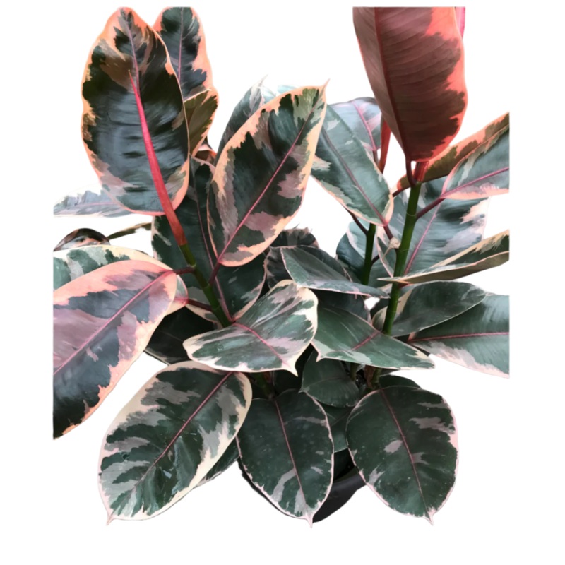 Rubber Ruby Plant 5 Gallon Pot Ficus Elastica Ruby Plant Premium Indoor Live Plant Ht7