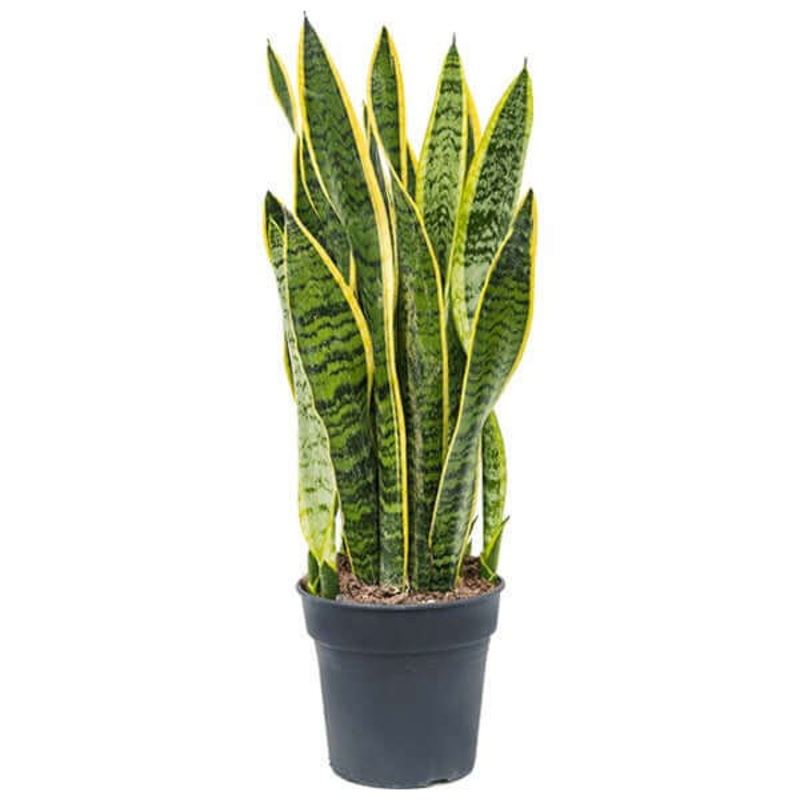 Sansevieria Laurentii Plant Striped Mother In Laws Tongue 5 Gallon Ht7 Live Plant Indoor Plant Snake Ht7
