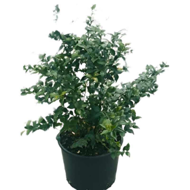 Sarcococca Ruscifolia 5 Gallon Sarcococa Sweet Box Improved Fragrant Valley Live Plant Grfr7