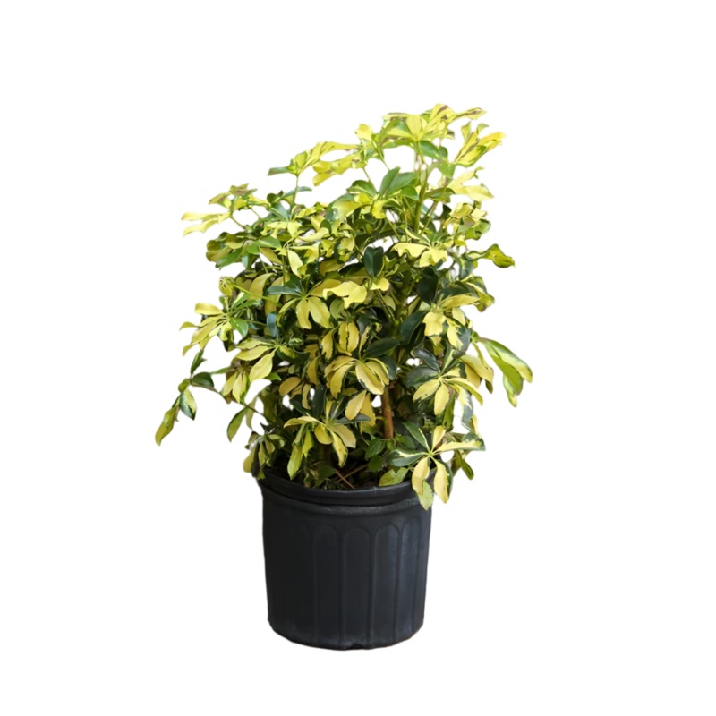 Schefflera Arboricola Gold Capella 5Gallon Plant Variegated Umbrella Schefflera Live Plant Fr7 Ht7