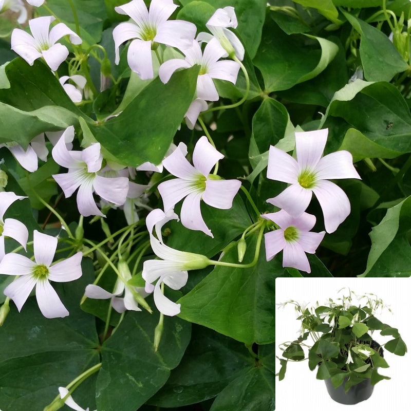Shamrock Green 4Inches Plant Wood Sorrel Pot Live Plant Houseplant Pr7Ht7