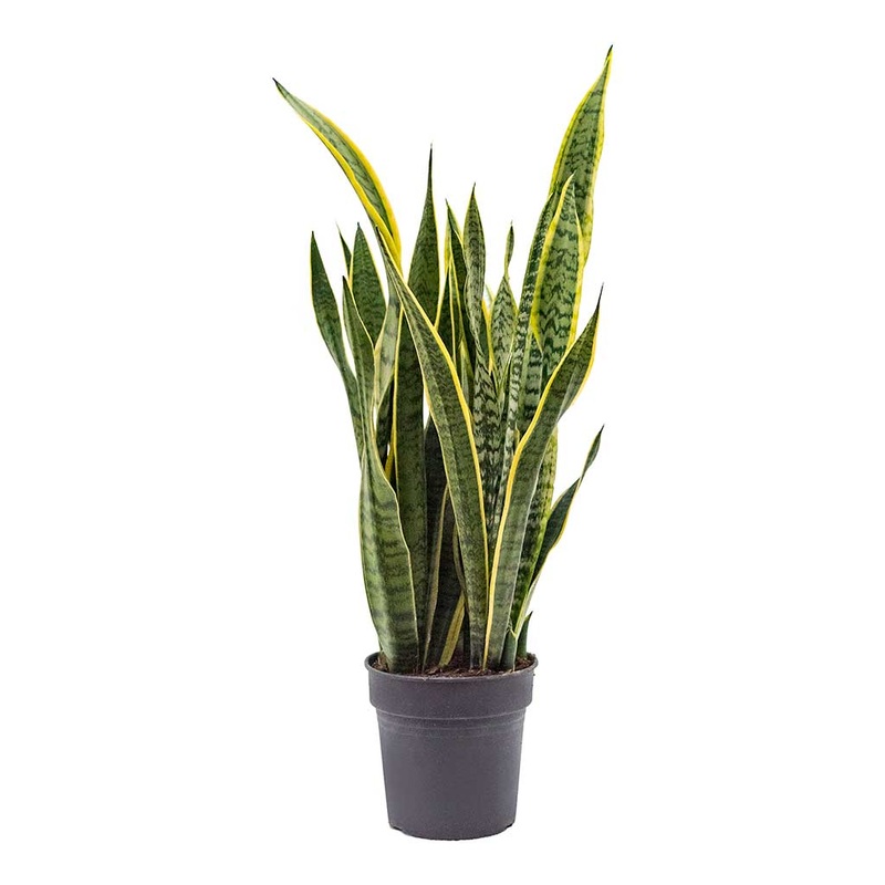 Snake Plant Variegated 2 Gallon Ht7 Pot Variegated Snake Plant Mother In Law Tongue Plant Ht7