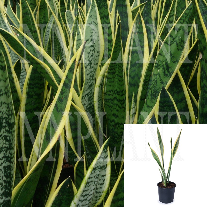 Snake Plant Variegated Snake Green Plant Succlent Lant Mother In Law Tongue Live Plant 1 Gallon Ht7 Pot