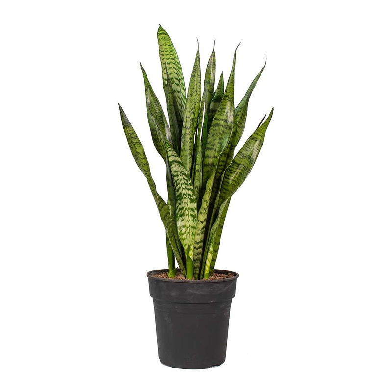Snake Zeylanica Plant 5 Gallon Pot Green Mother In Law Tongue Ceylon Bowstring Hemp House Live Plant Fi7Ht7 Best