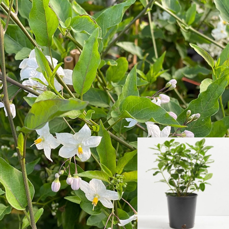 Solanum Jasminoides Staked 1 Gallon Jasmine Nightshade White Potato Vine Live Plant Outdoor Ht7