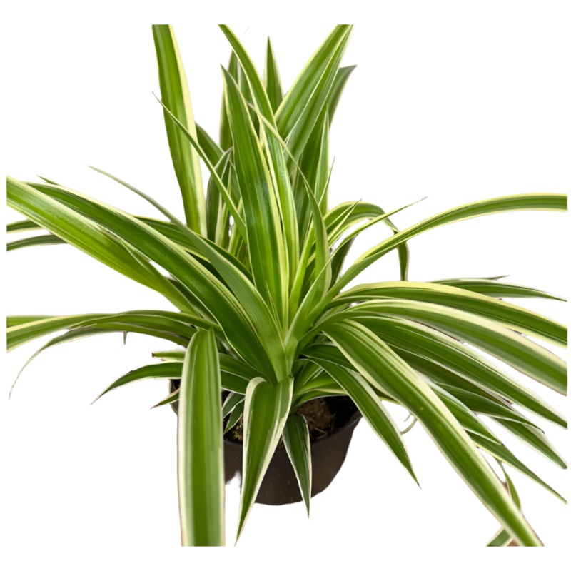 Spider Variegated Plant 4 inches Chlorophytum Comosum succulent Live Plant Ht7