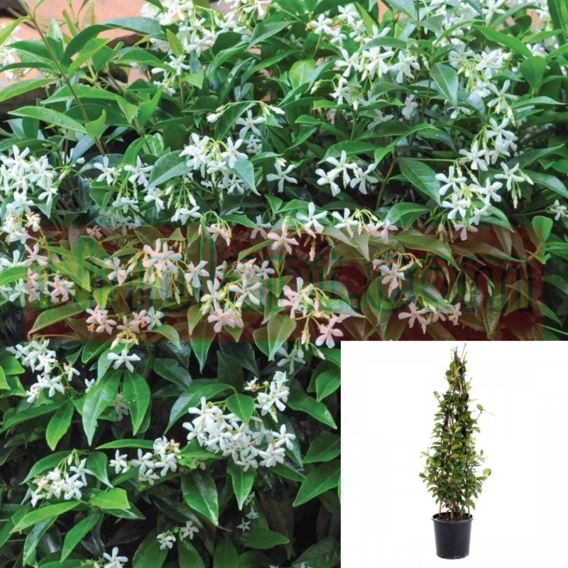 Trachelospermum Jasminoides Plant Vine White Fume Flower Plant 2G5G 5 Gallon Plant Espalier Flower Jasmine Southern Ht7