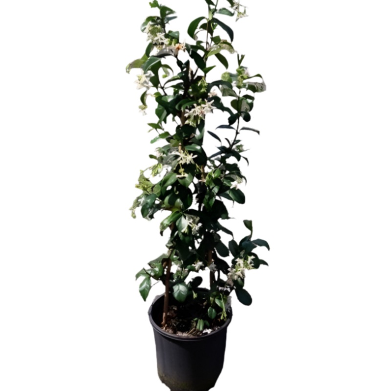 Trachelospermum Jasminoides Staked 1 Gallon Plant Vine White Fume Flower Trach Ht7