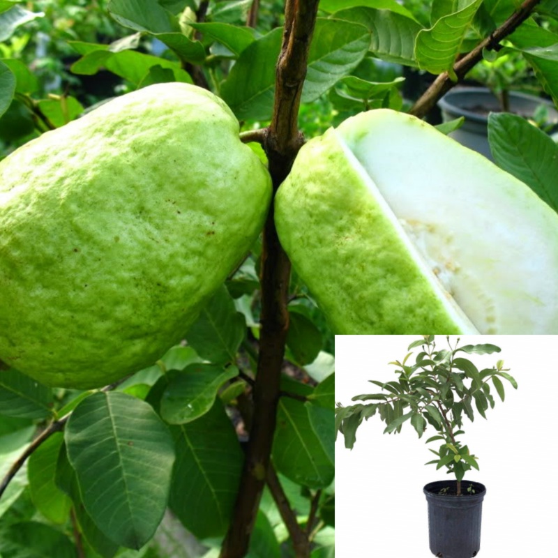 White Guava Tree Plant 1 Gallon Fruit Tree Psidium Guajava Fruit Tree Live Plant Pr7Ht7