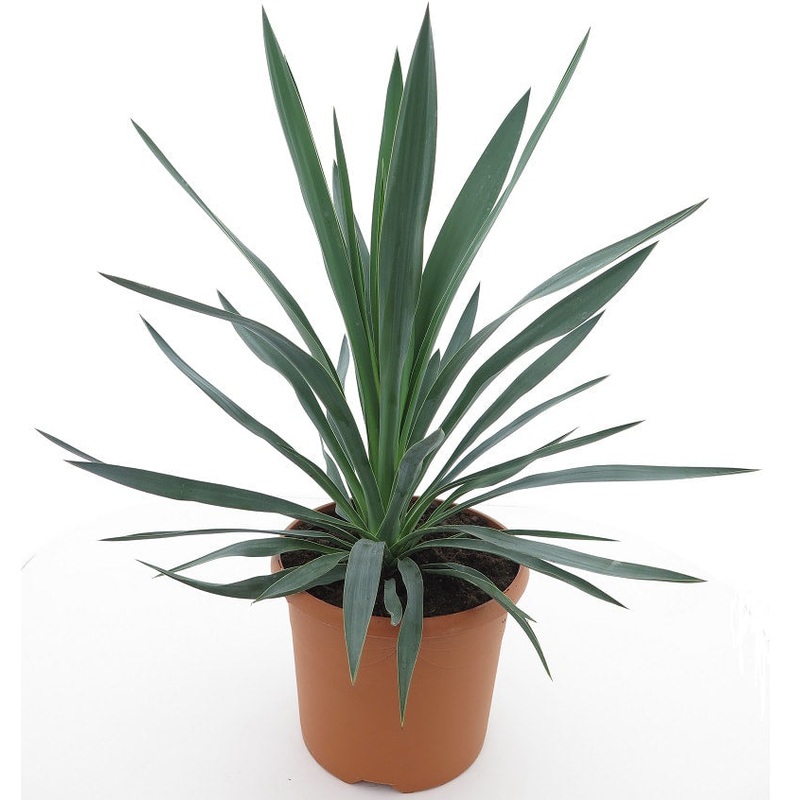 Yucca Gloriosa 1 Gallon Spanish Dagger Plant Green Blue Star Perennial Live Plant Ght7