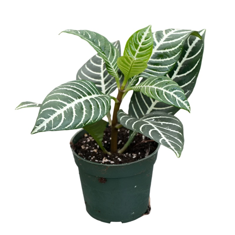 Zebra Plant 4Inches Pot Aphelandra Squarrosa White Stripe Yellow Flower Indoor Live Plant Pr7