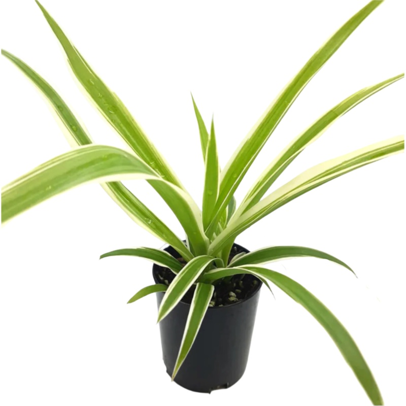 10 Cutting Spider Variegated Plant Chlorophytum Comosum succulent Live Plant Ht7