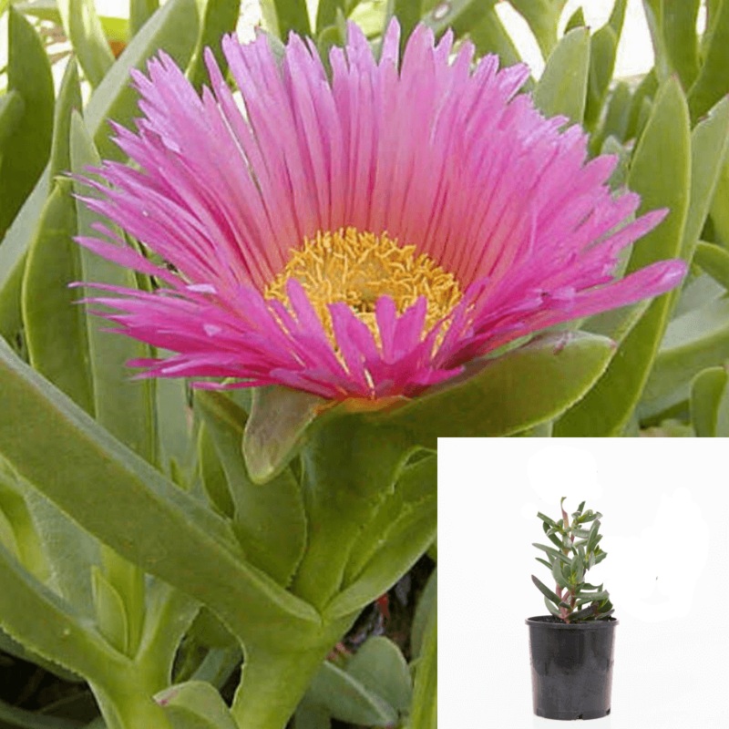 10 Cuttings Agavaceae Carpobrotus Chilensis Agavaceae Succulent Pink Plant Not Rooted