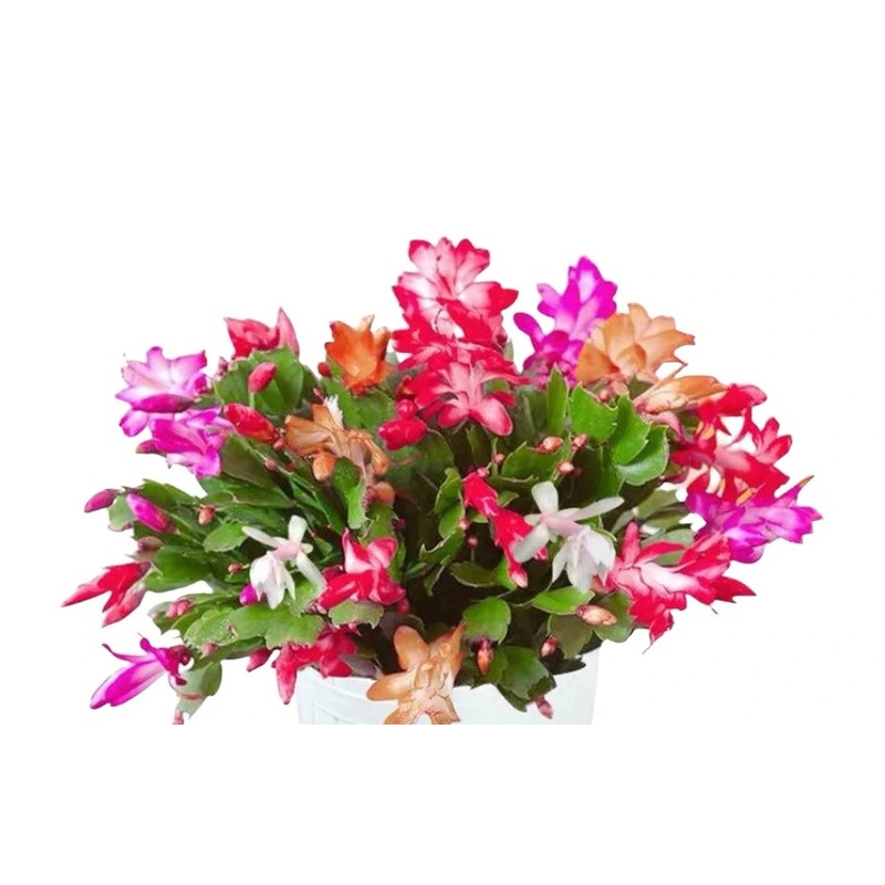 10 Cuttings Christmas Cactus Zygocactus MIXRED Orange Yellow Red White Purple Color Ht7