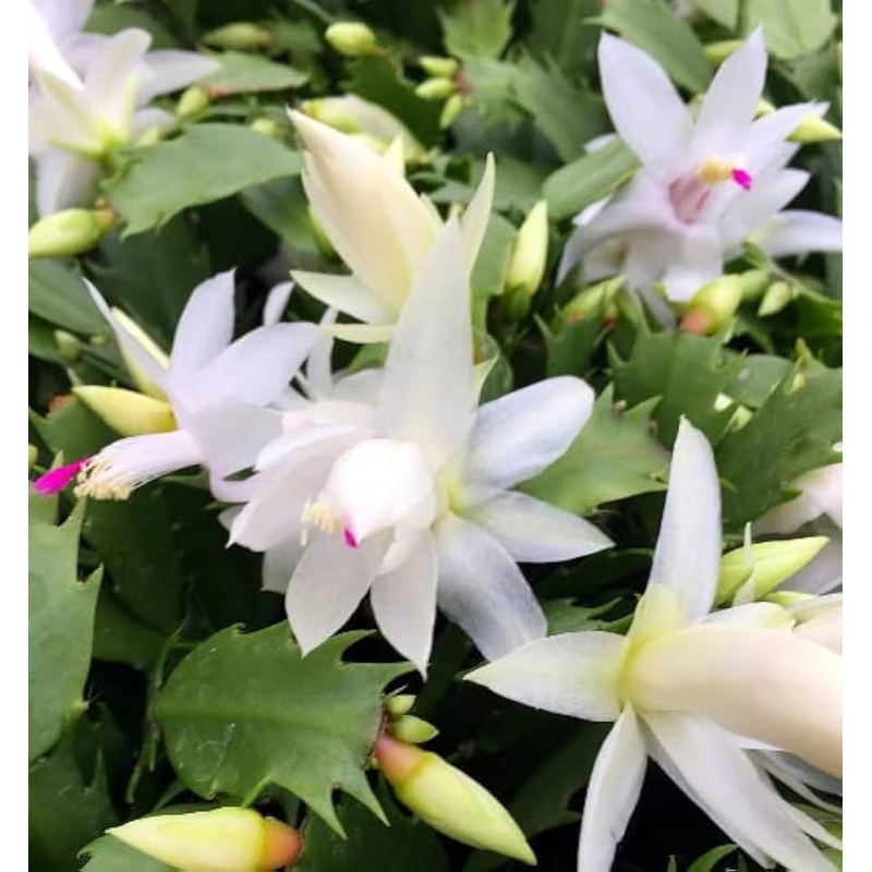 10 Cuttings Christmas Cactus Zygocactus Purple pot Schlumbergera Bridgesii Flower live plant Ht7