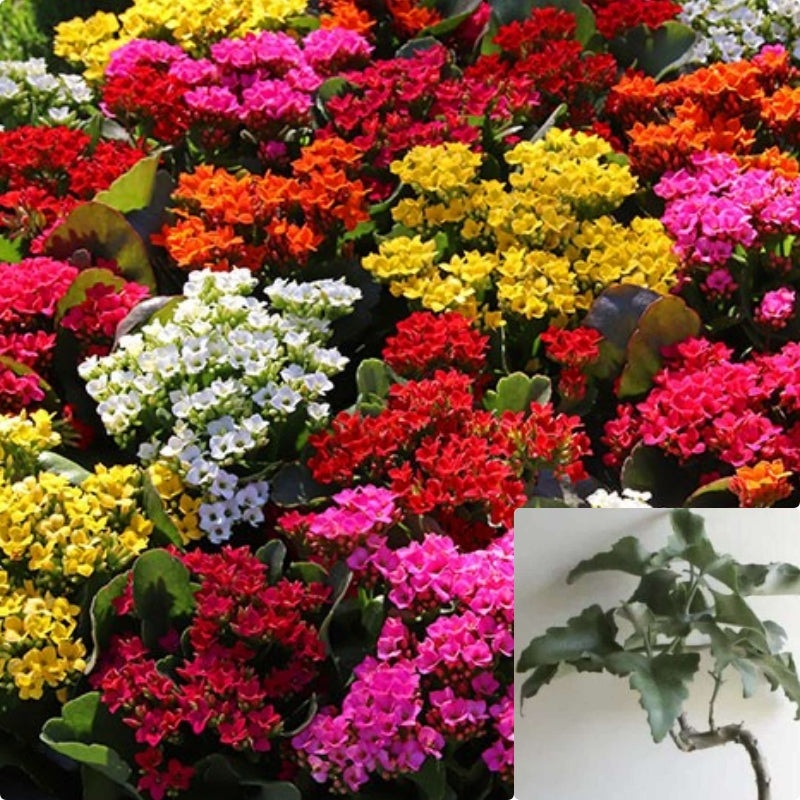 10 Cuttings Kalanchoe 3 Long Kalanchoe Red Kalanchoes Hedging Ne Plant Not Rooted