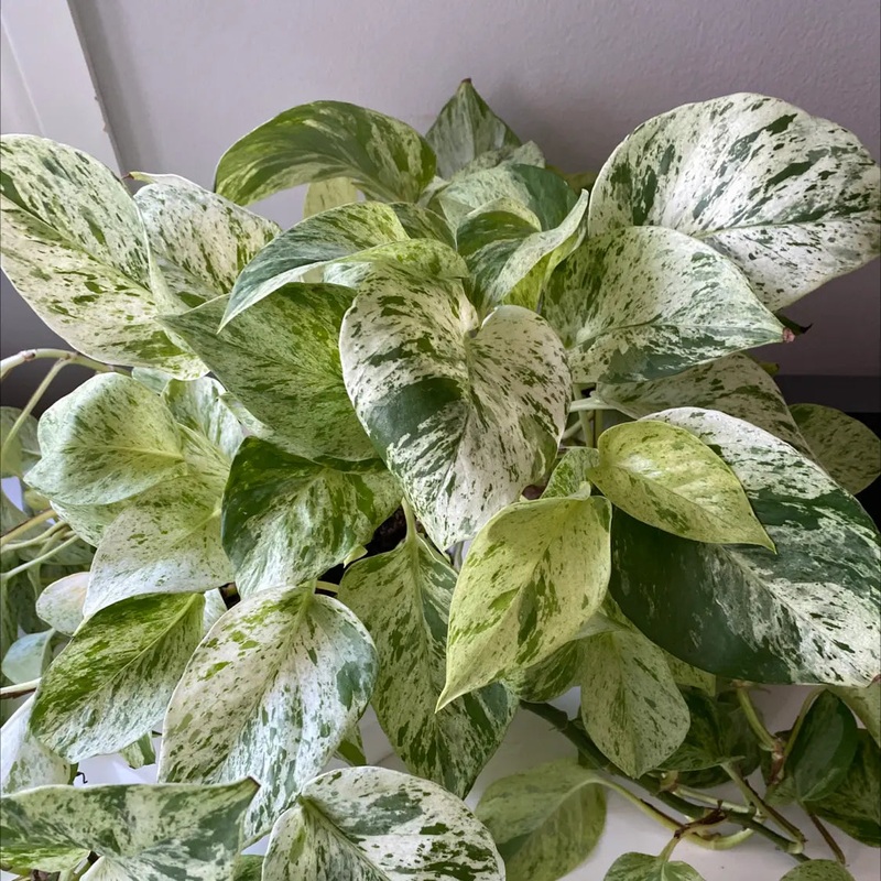 10 Cuttings Marble Queen Snow Live plant Ht7