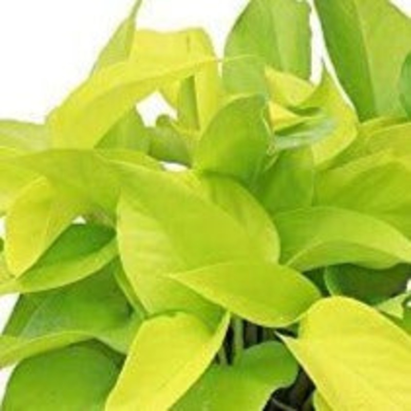 10 Cuttings pohos Neon Hanging Epipremnum Aureum 3 Long Vine Wall covering Plant Not Rooted