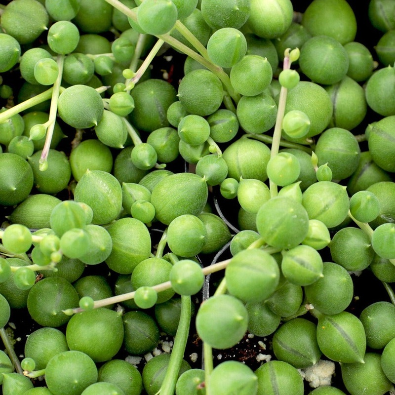10 Cuttings string of pearl Senecio Rowleyanus Agavaceae Succulent 3 Long Plant Not Rooted