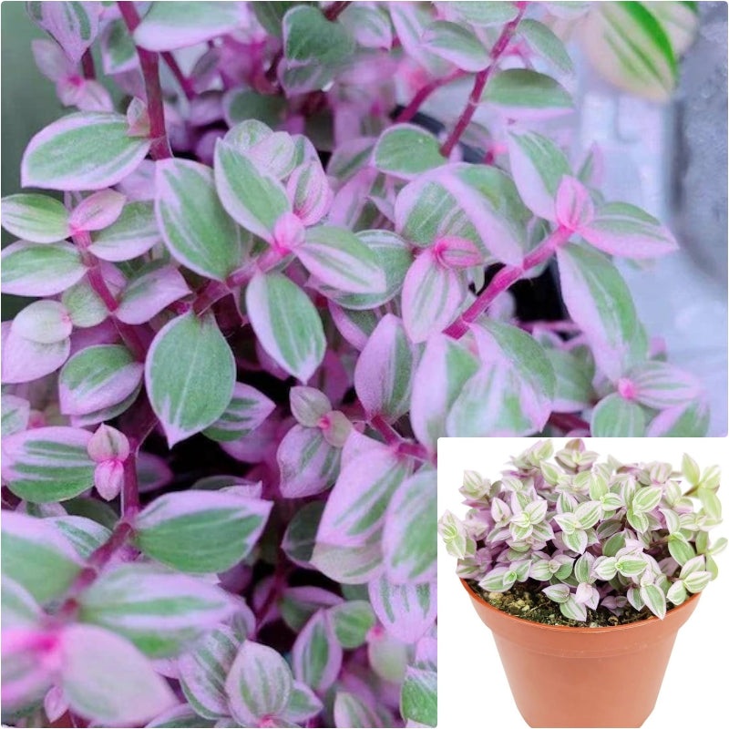 10 Cuttings Tradescantia Pink Panther Callisia repens Pink Lady House rare Succulent Plant Not Rooted