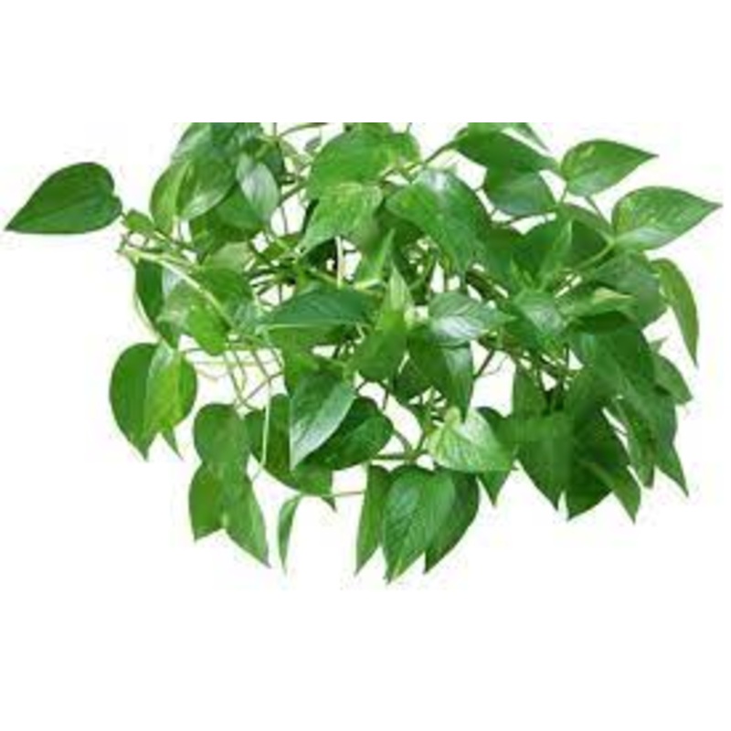 15 Cuttings Pothos Green Plant Epipremnum aureum pothos green Pothos Live plant Ht7