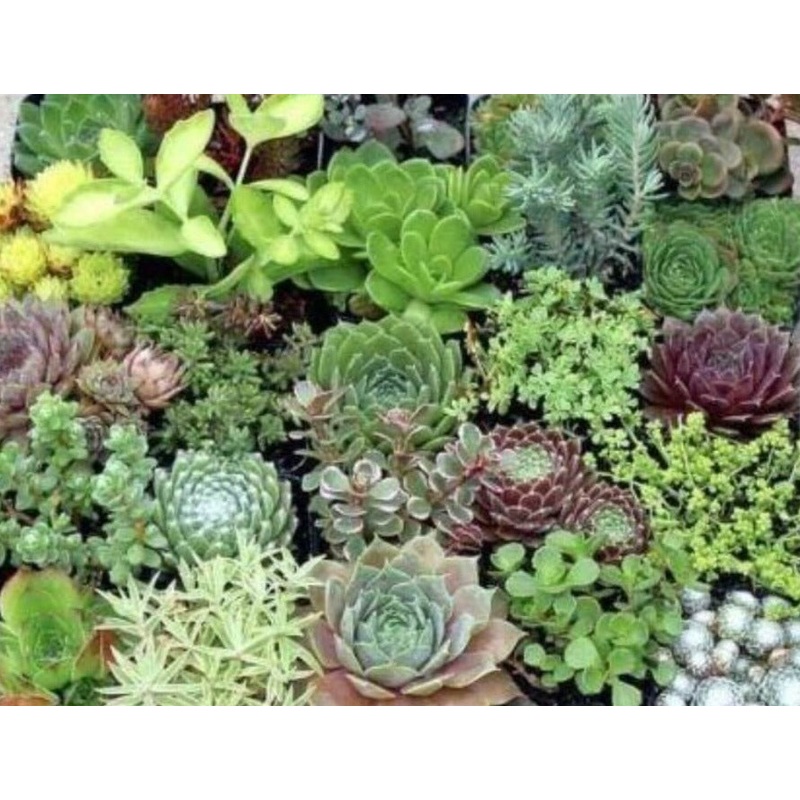 20 Cuttings Succulent 10 different Varieties No Alike Premium Rare 2 each RANDOM Plant Not Rooted BEST