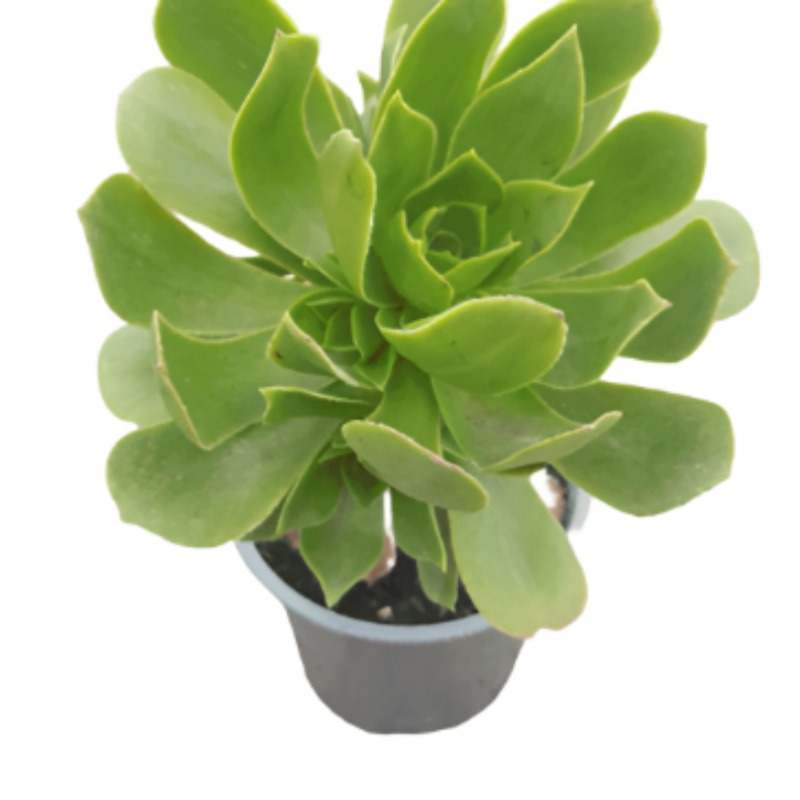 3 Cuttings Aeonium Green rose tree Bay Agavaceae Succulent Plant Not Rooted