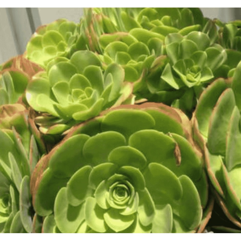 3 Cuttings Aeonium urbicum Salad Bowl Saucer Succulent Plant Not Rooted