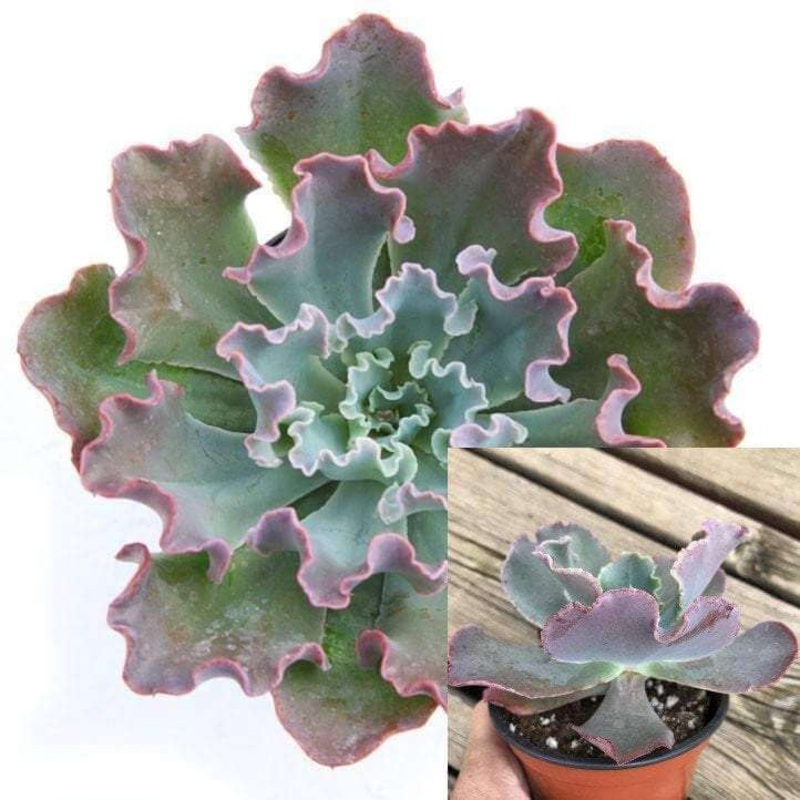 3 Cuttings Echeveria Gibbiflora Big Succulents Plant Not Rooted
