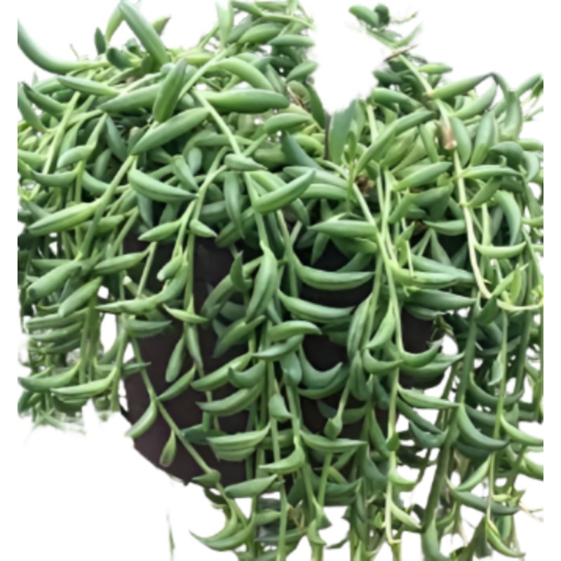 30 Cutting String Of Pickle Little Pickles Othonna Capensis Plant Pot Rare Ruby Neck succulent Live plant Ht7