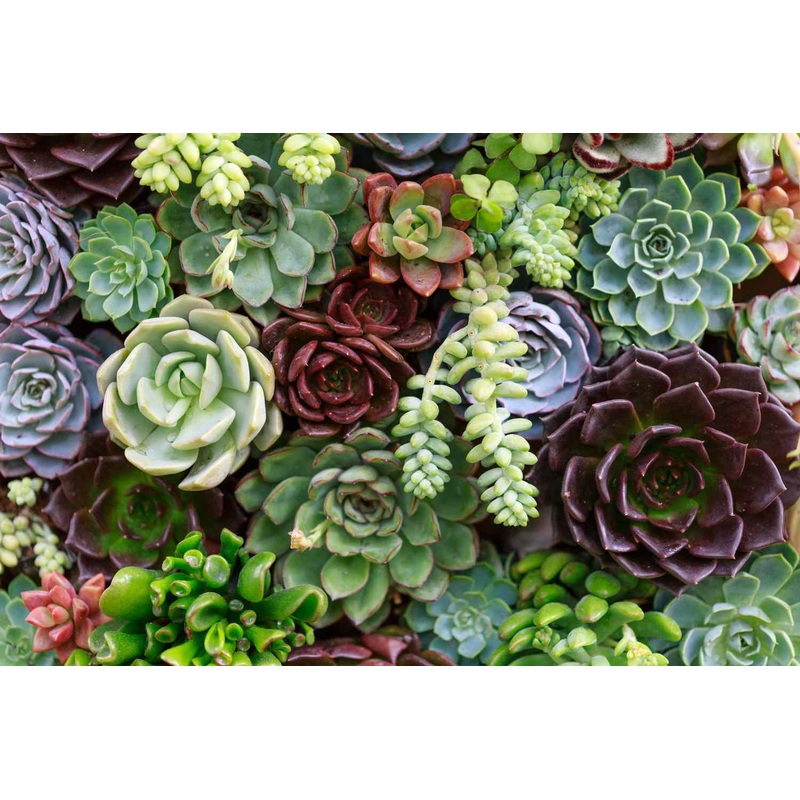 30 Cuttings Mix rossy Succulent Stonecrop Succulents cactus groundcover rate drought tolerant Plant Not Rooted