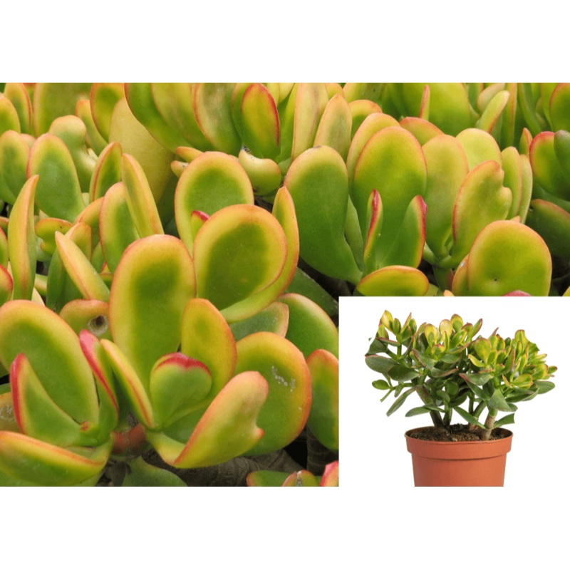 5 Cuttings Crassula Ovata Sunset Golden Jade Tree Succulent Not Rooted LIVE PLANT